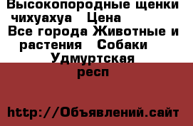 Высокопородные щенки чихуахуа › Цена ­ 25 000 - Все города Животные и растения » Собаки   . Удмуртская респ.